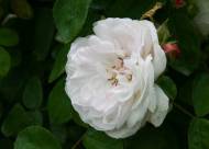 Villa Giustiniani – Fotogallery il Roseto – 15